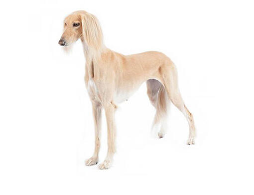 Smooth best sale haired saluki